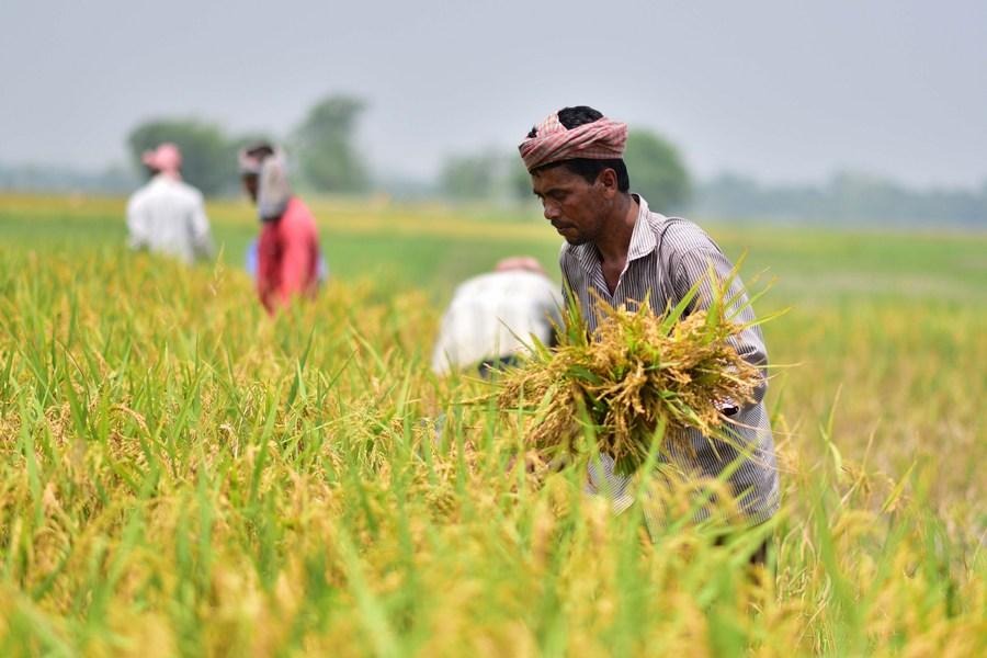 From Farm to Family: The Journey of Rice from the Paddy Fields to Your Plate